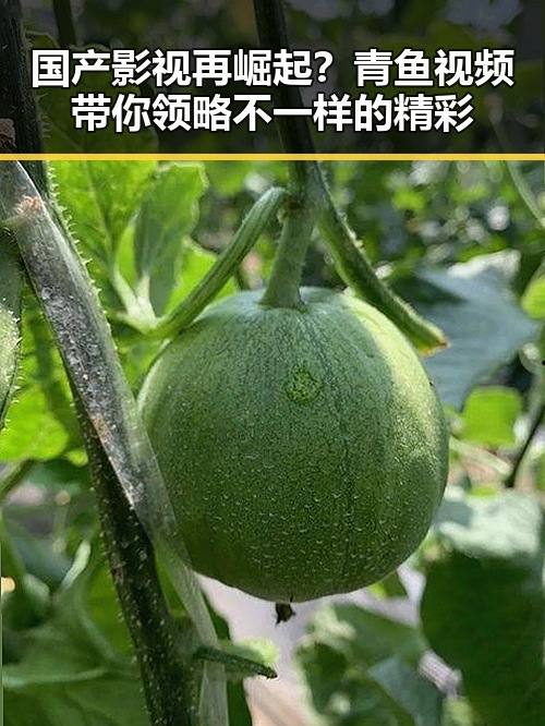 国产影视再崛起？青鱼视频带你领略不一样的精彩